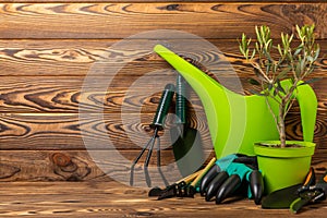 Gardening tools and olive tree on brown background.