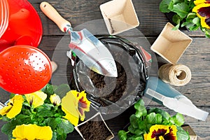 Gardening tools and pansy plant on dark wooden background. Planting spring pansy flower in garden. Spring garden work concept