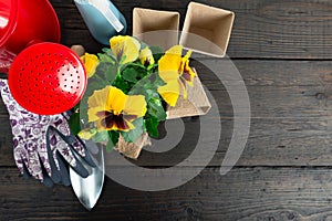 Gardening tools and pansy plant on dark wooden background. Planting spring pansy flower in garden. Spring garden work concept