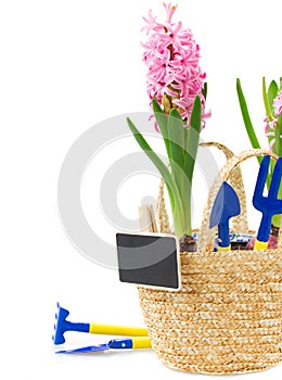 Gardening tools with pink hyacinth and tulips