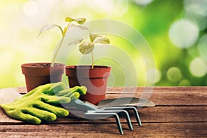 gardening tools and plants on old wooden table