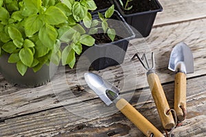 Gardening tools with plants in pots