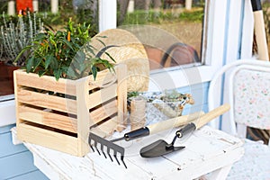 Gardening tools, plants and straw hat on white wooden table