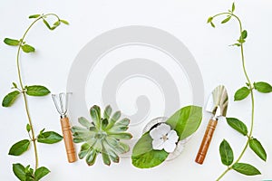 Gardening tools and plants succulents on white background with copy space