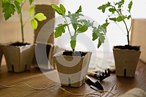 Gardening tools, rope and green tomato seedling in peat pot on table