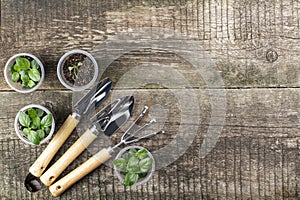 Gardening tools shovels and rake and seedlings on an old rustic wooden table, top view, flat lay, copy space