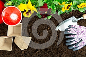 Gardening tools on soil background. Planting spring pansy flower in garden. Spring garden work concept