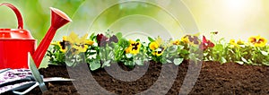 Gardening tools on soil background. Planting spring pansy flower in garden. Spring garden work concept