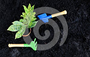 Gardening tools on soil background ready to planting flowers and small plant in the garden works concept gardening flower pots