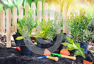 Gardening tools on soil background ready to planting flowers and small plant in the garden works concept