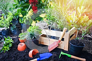 Gardening tools on soil background ready to planting flowers and small plant in the spring garden works concept gardening flower