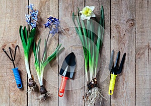 Gardening tools and spring flower bulbs on wooden background