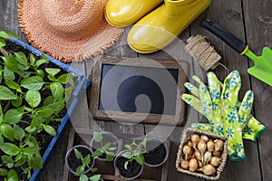 Gardening tools and sprout on the wooden floor Top view