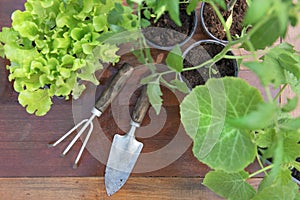 gardening tools under leaf of vegetable seedlings on a wooden table