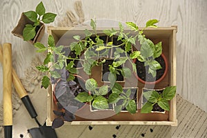 Gardening tools and wooden crate with young seedlings on floor