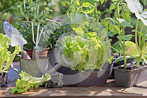 gardening tools with young lettuce and vegetable seedlings