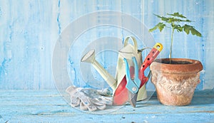 Gardening tools and young maple tree