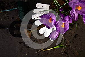Gardening tools, young seedlings, crocus flower. spring