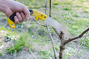 Giardinaggio un albero lui vide 