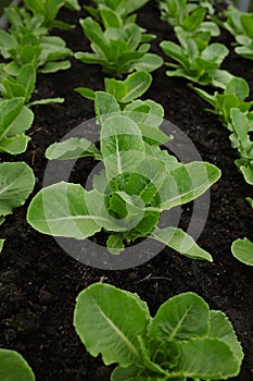 Gardening and vegetable cultivation Cultivating green leafy vegetables