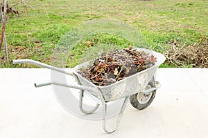 Gardening wheelbarrow in the backyard full with leftovers after pruning the roses in the garden. Floriculture spring-summer care