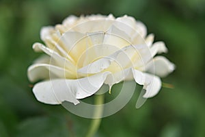 gardening. white rose Pascal hybrid tea on a green background