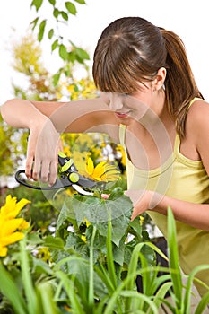 Gardening - woman cutting sunflower with shears photo