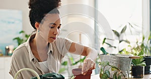 Gardening, woman and home with seed, soil and potting in a living room for plants to grow. Calm, green and eco friendly