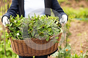 Gardening wooden basket with herbs