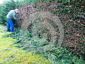 Gardening work cutting living fence of cypress Leylandia