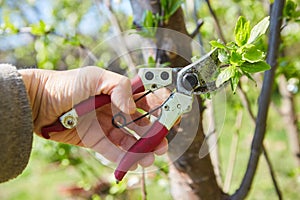 Gardening work on pruning plants.