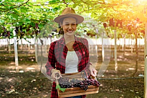 Gardening Young Women Carrying Baskets while Walking Around the Vineyard