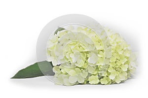 Gardenlife Hydrangea