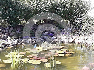 Gardenpond