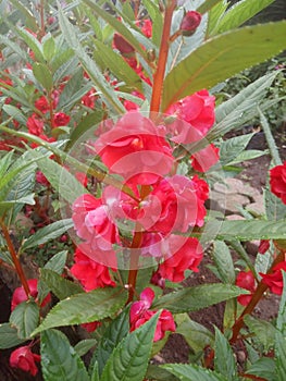 GardenRed flower plants photo