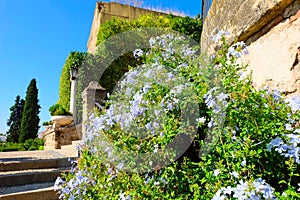 Gardens of the Alcazar Castle, Cordoba photo
