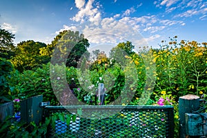 Gardens at Back Bay Fens, in Boston, Massachusetts. photo