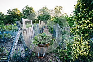 Gardens at Back Bay Fens, in Boston, Massachusetts. photo