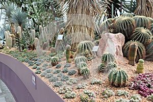 Gardens by the Bay - Flower Dome - types of cacti / cactuses - Singapore tourism