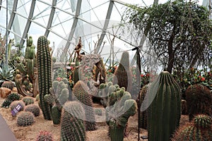 Gardens by the Bay - Flower Dome - types of cacti / cactuses - Singapore tourism