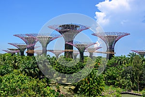 Supertrees in Gardens by the Bay, Singapore, Asia. View of Park with Supertrees, pond and lots of exotic trees with blue sky photo