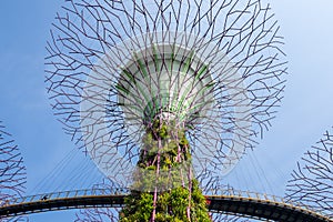 Gardens by the bay in Singapore