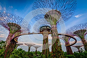 Gardens by the bay Singapore photo