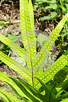 Gardens closeup and detail of vegetatian fern Kauaii, Hawaii beautiful