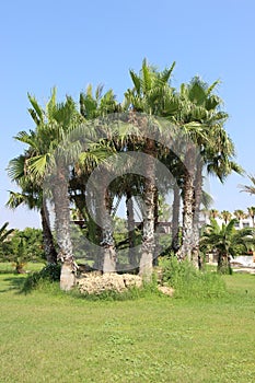 Gardens near the Ayia Napa beach, Cyprus
