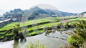 gardens, rice fields, tea plantation in Chengyang