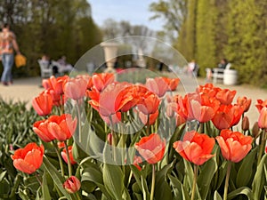 THE GARDENS OF THE ROYAL CASTLE IN WARSAW, POLAND - SPRING BLOOM