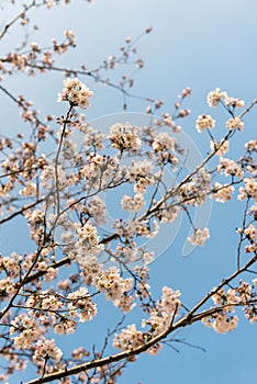 Gardens at Seoul, South Korea. photo