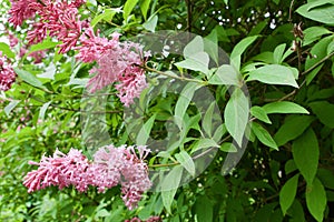 Gardens at the University of Alberta Botanical Gardens, Alberta, Canada photo