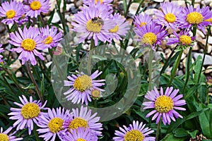 Gardens at the University of Alberta Botanical Gardens, Alberta, Canada photo